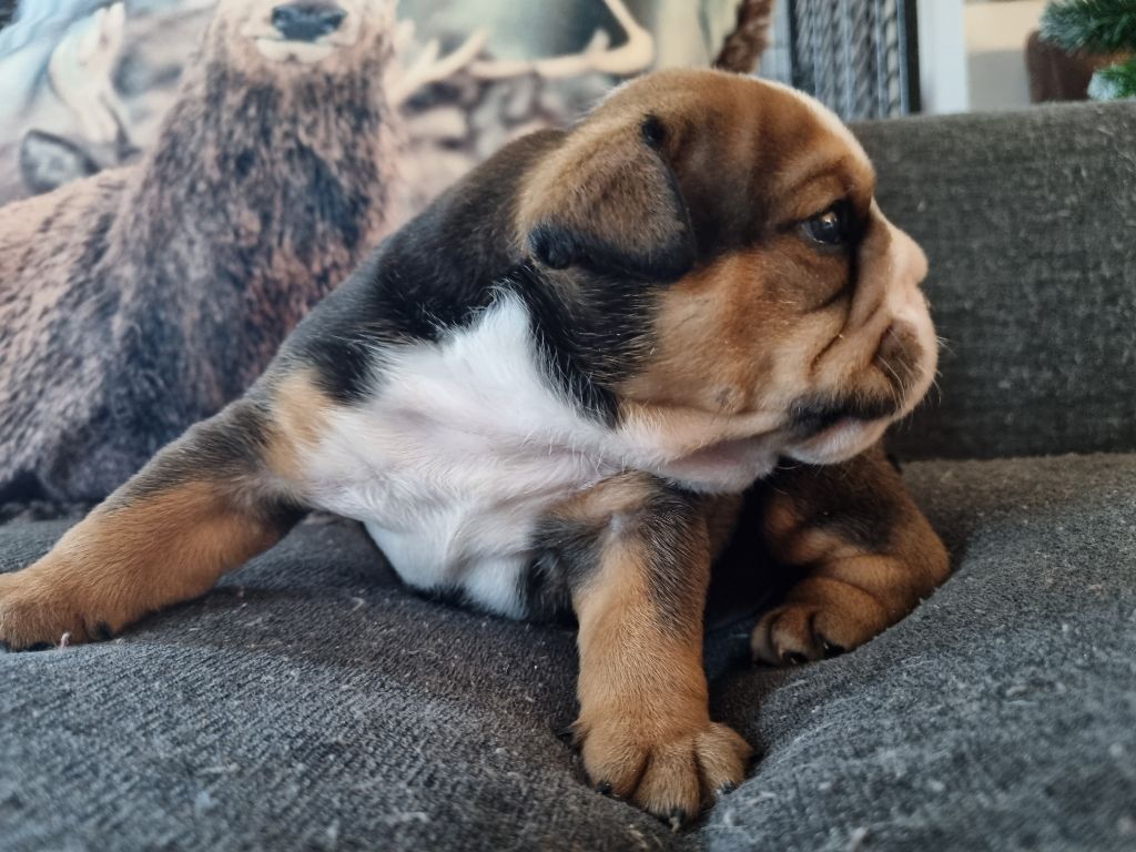 au Clos d'Autrefois - Chiot disponible  - Bulldog Anglais