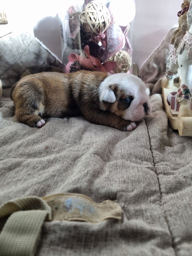 au Clos d'Autrefois - Chiot disponible  - Bulldog Anglais