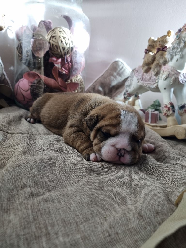 au Clos d'Autrefois - Chiot disponible  - Bulldog Anglais