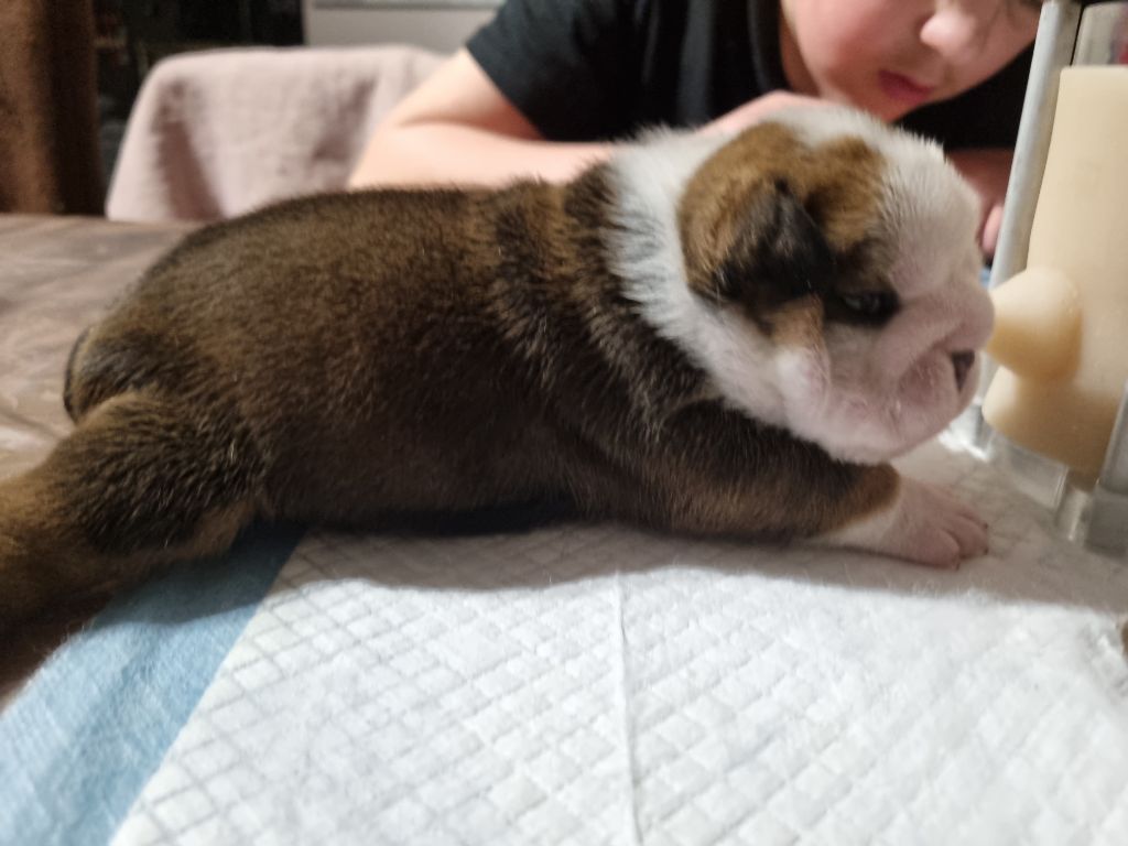 au Clos d'Autrefois - Chiot disponible  - Bulldog Anglais