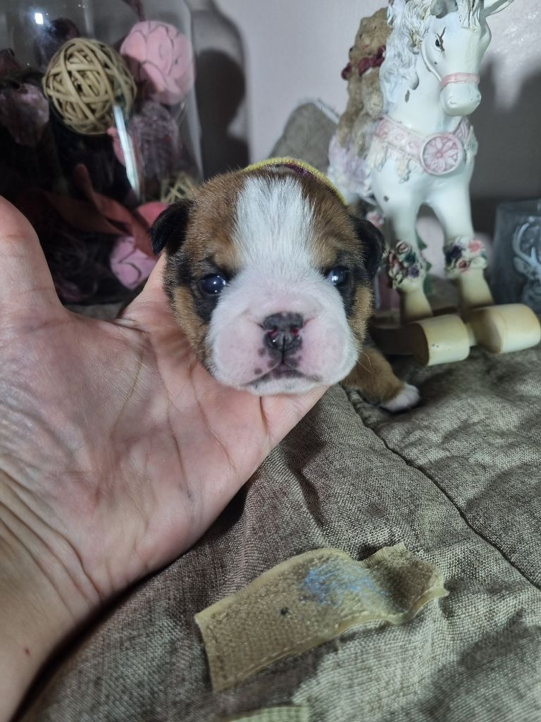 au Clos d'Autrefois - Chiot disponible  - Bulldog Anglais