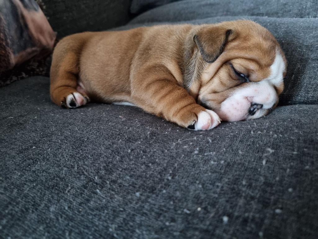 au Clos d'Autrefois - Chiot disponible  - Bulldog Anglais