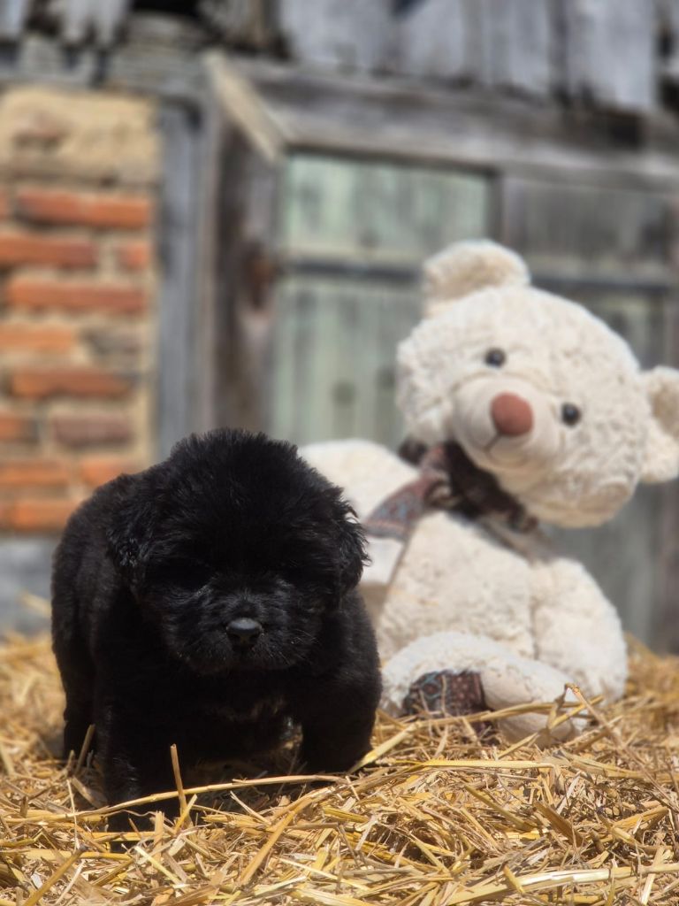 chiot Terre-neuve au Clos d'Autrefois