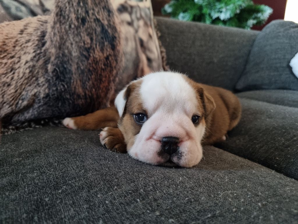 au Clos d'Autrefois - Chiot disponible  - Bulldog Anglais