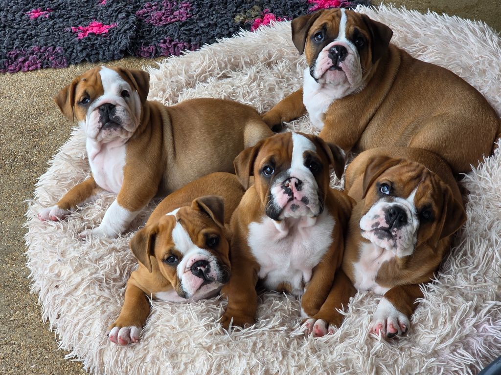 Chiot Bulldog Anglais au Clos d'Autrefois
