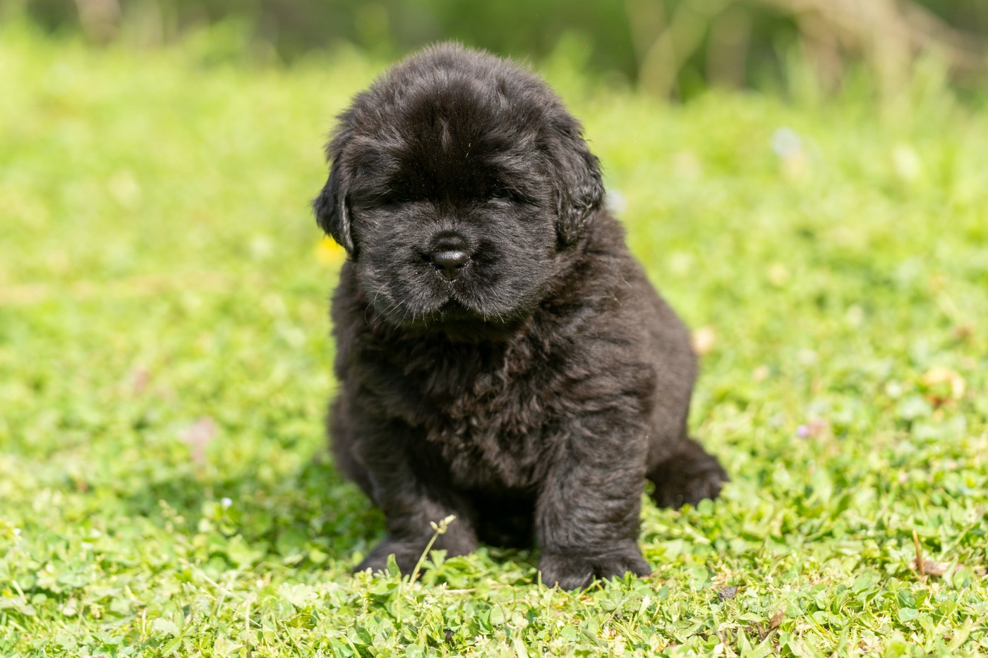 au Clos d'Autrefois - Chiots disponibles - Terre-neuve