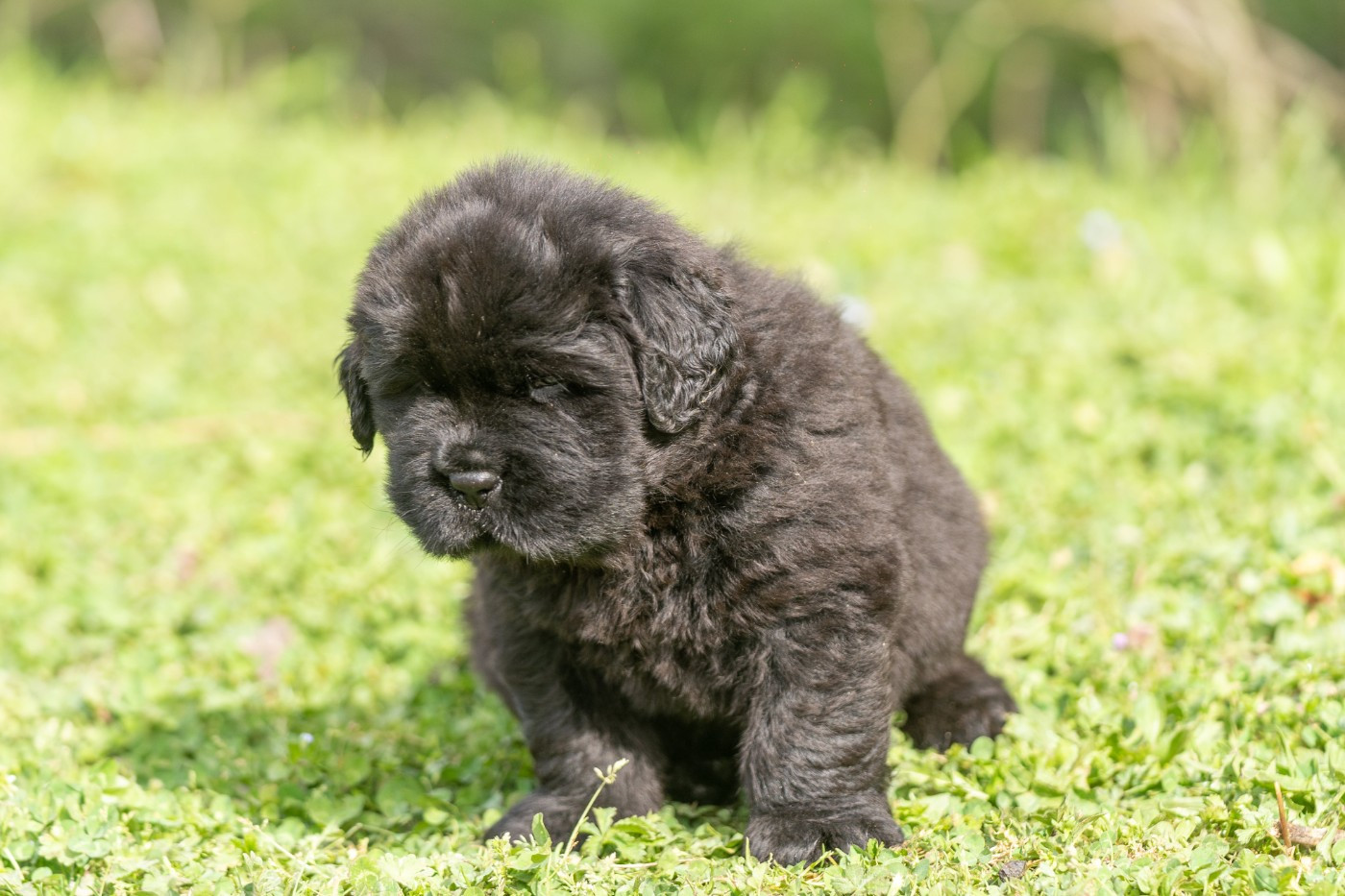 au Clos d'Autrefois - Chiots disponibles - Terre-neuve