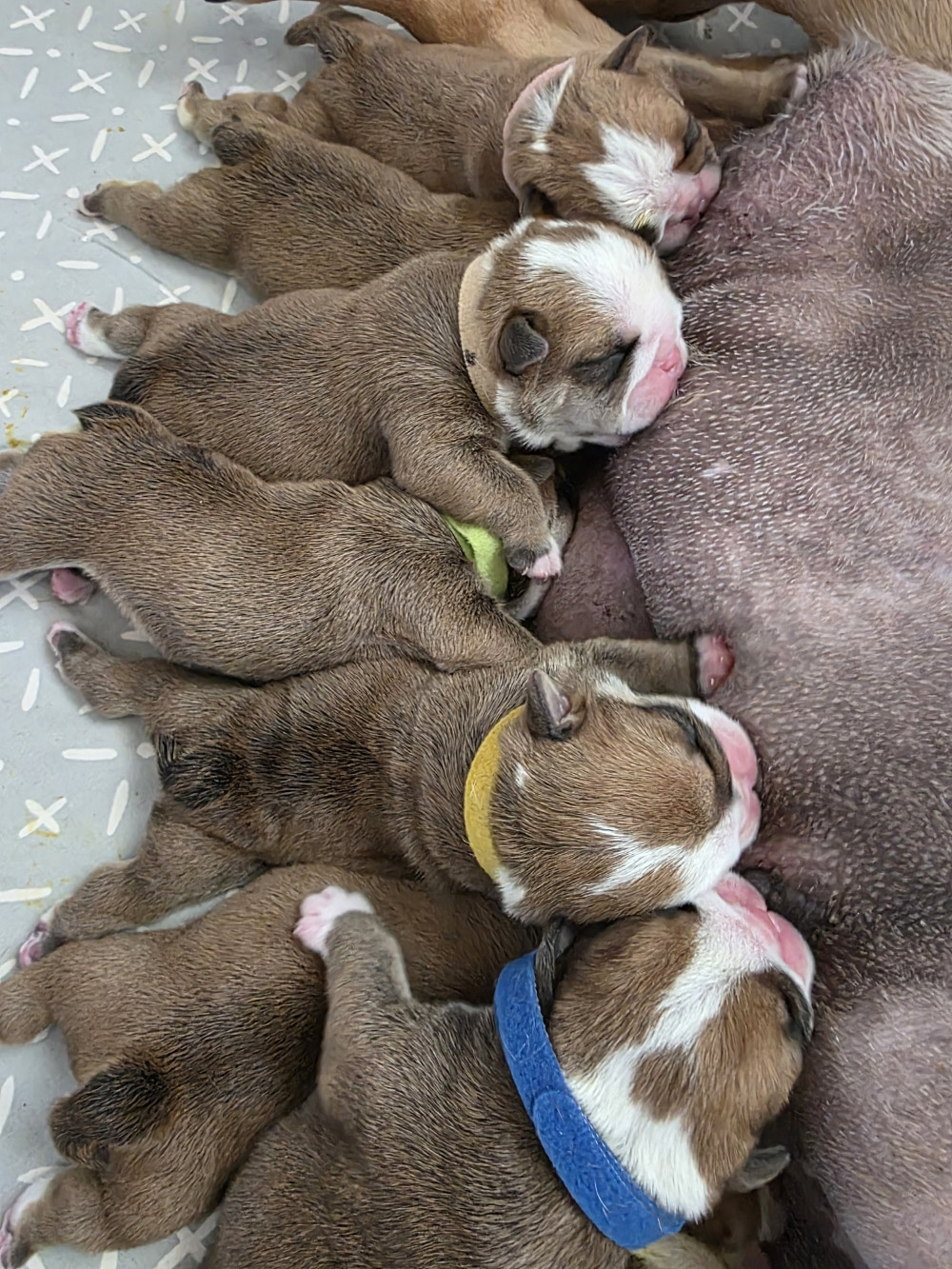 au Clos d'Autrefois - Bulldog Anglais - Portée née le 18/03/2026