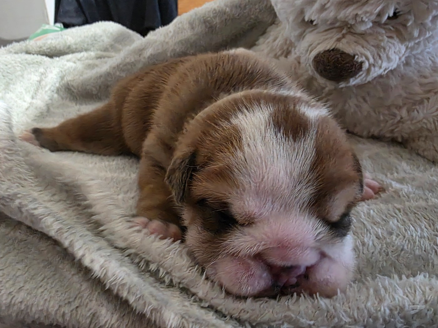 au Clos d'Autrefois - Chiots disponibles - Bulldog Anglais