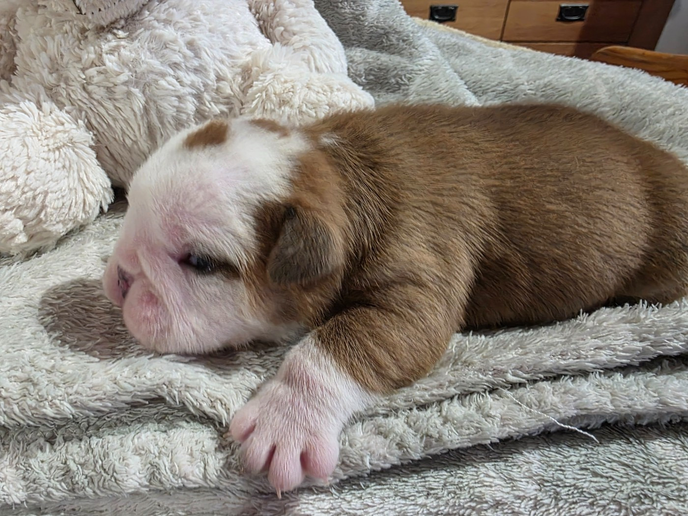 au Clos d'Autrefois - Chiots disponibles - Bulldog Anglais