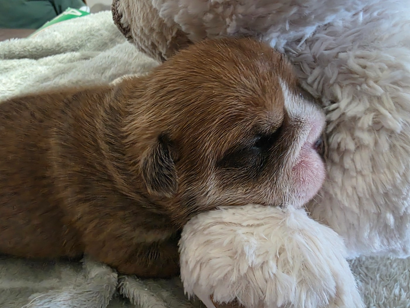 au Clos d'Autrefois - Chiots disponibles - Bulldog Anglais