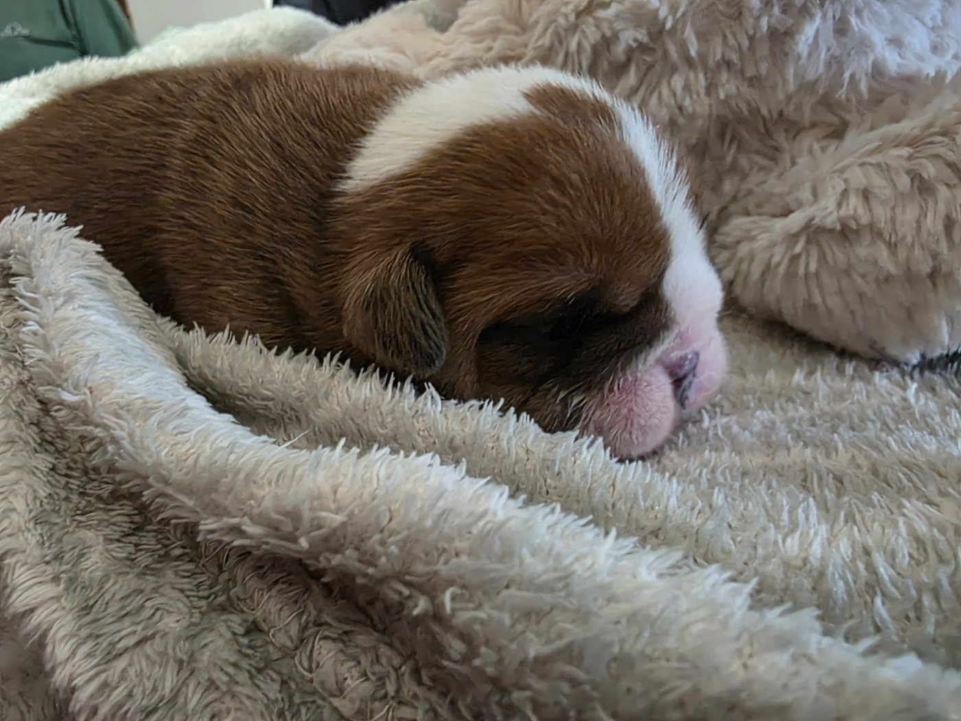 au Clos d'Autrefois - Chiots disponibles - Bulldog Anglais