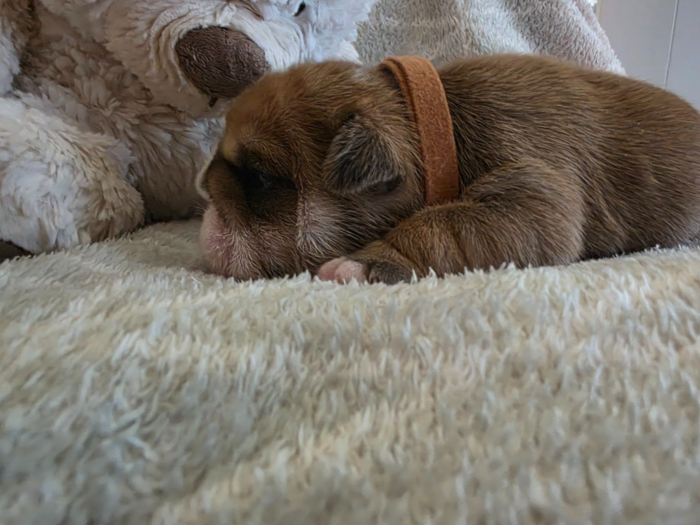 au Clos d'Autrefois - Chiots disponibles - Bulldog Anglais