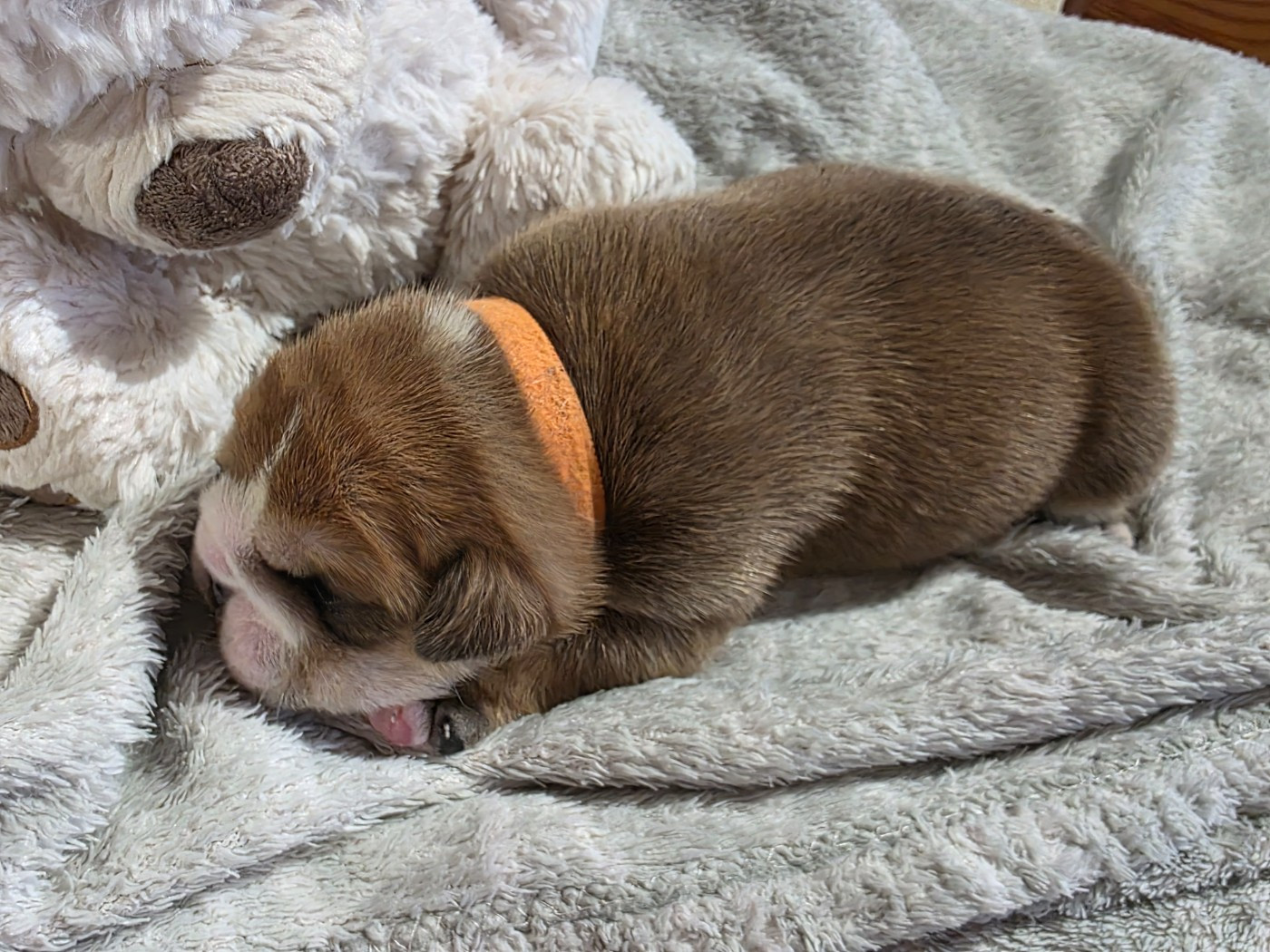 au Clos d'Autrefois - Chiots disponibles - Bulldog Anglais
