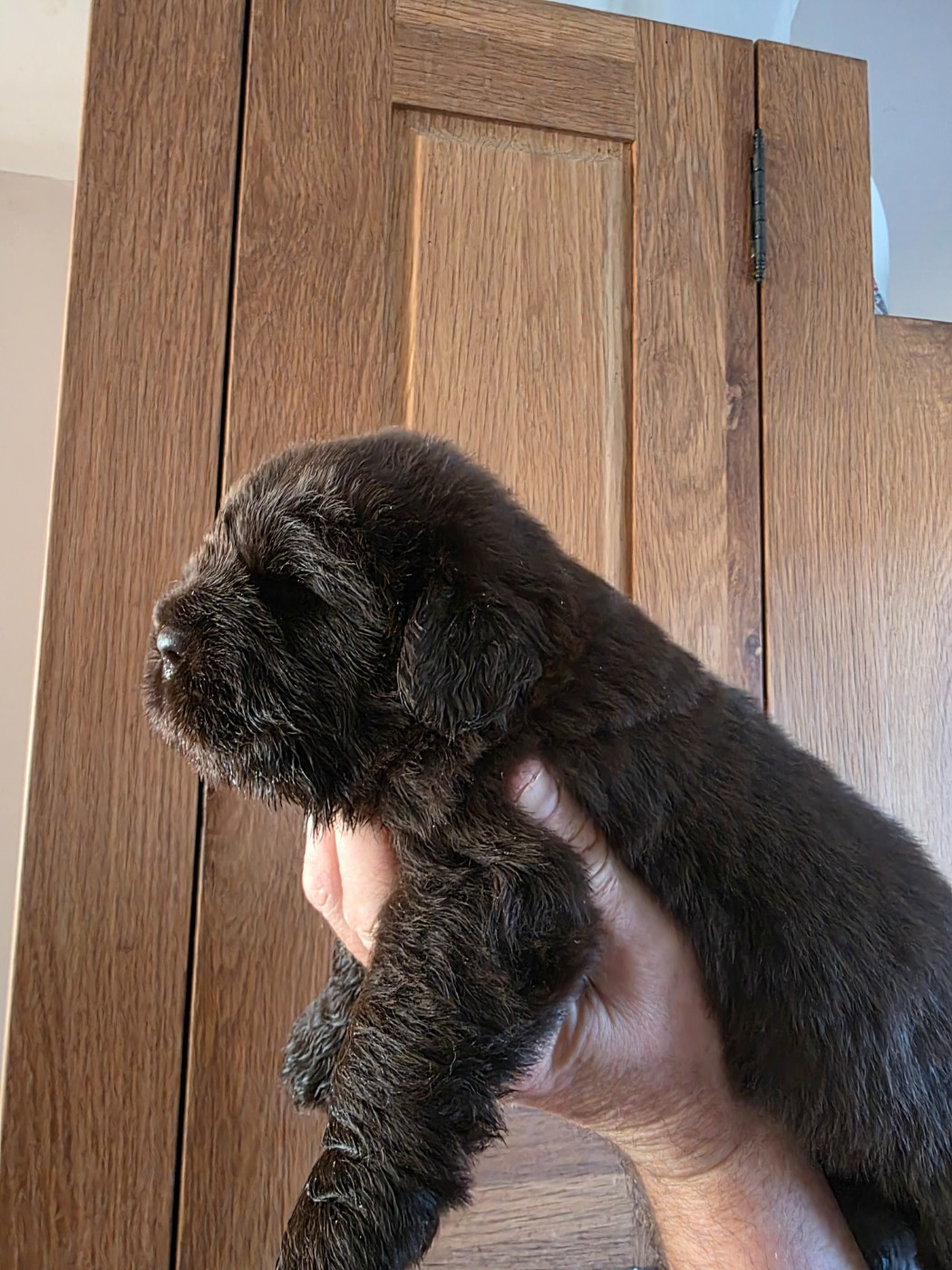 au Clos d'Autrefois - Chiots disponibles - Terre-neuve