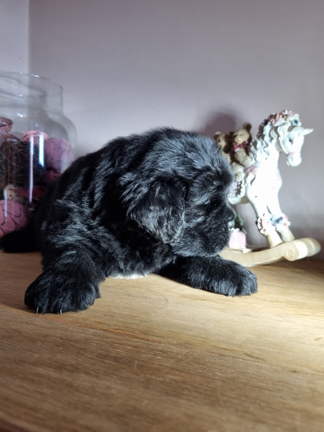 au Clos d'Autrefois - Chiots disponibles - Terre-neuve