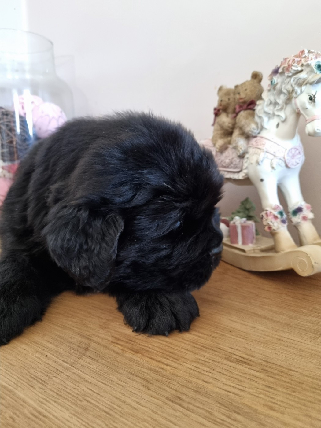 au Clos d'Autrefois - Chiots disponibles - Terre-neuve