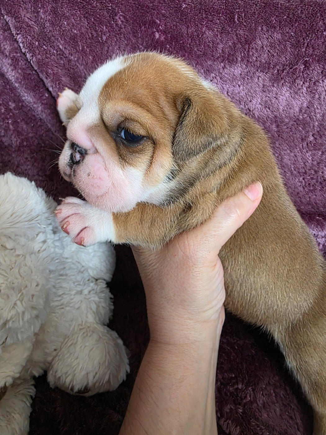au Clos d'Autrefois - Chiots disponibles - Bulldog Anglais