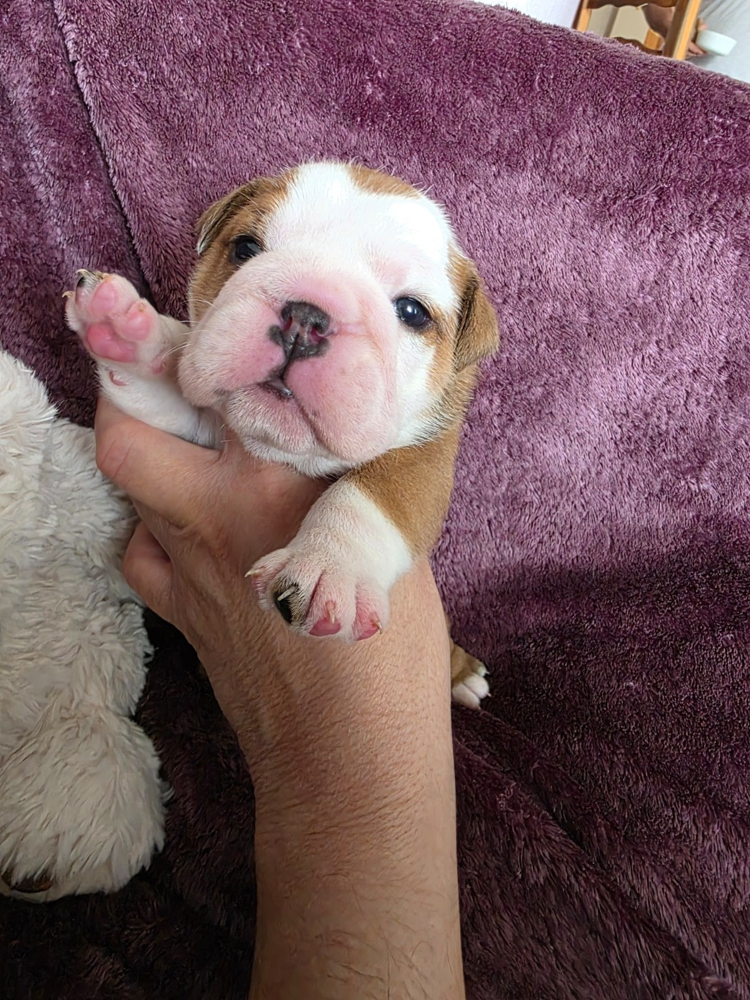 au Clos d'Autrefois - Chiots disponibles - Bulldog Anglais