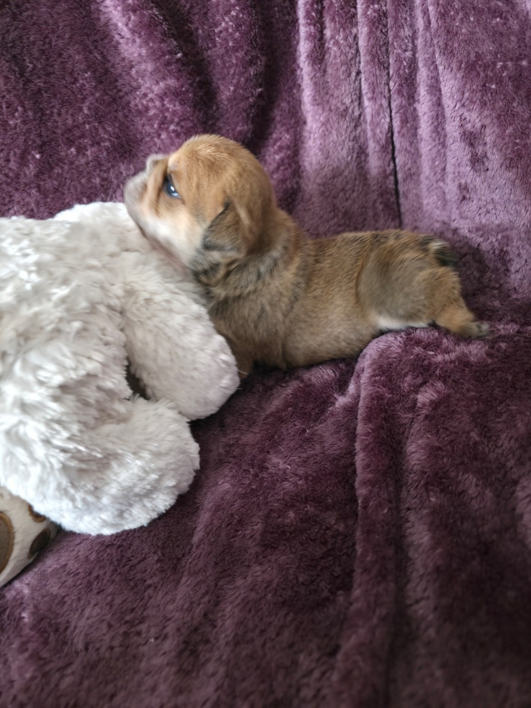 au Clos d'Autrefois - Chiots disponibles - Bulldog Anglais