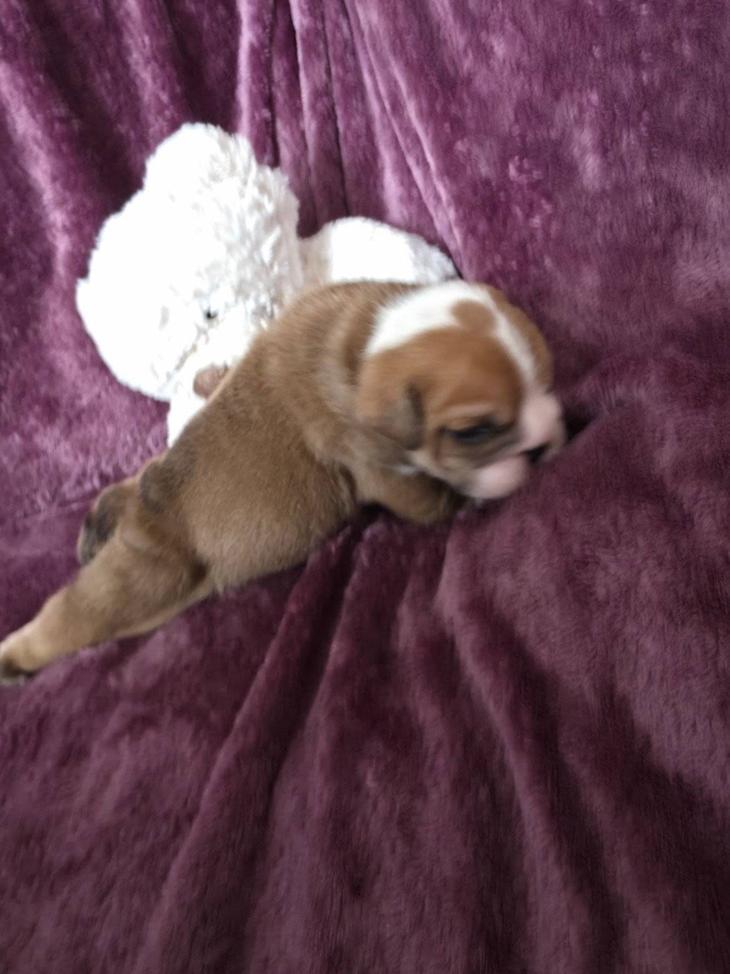 au Clos d'Autrefois - Chiots disponibles - Bulldog Anglais