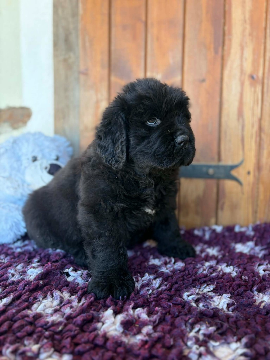 au Clos d'Autrefois - Chiots disponibles - Terre-neuve