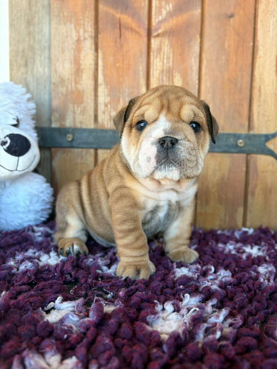 au Clos d'Autrefois - Chiots disponibles - Bulldog Anglais