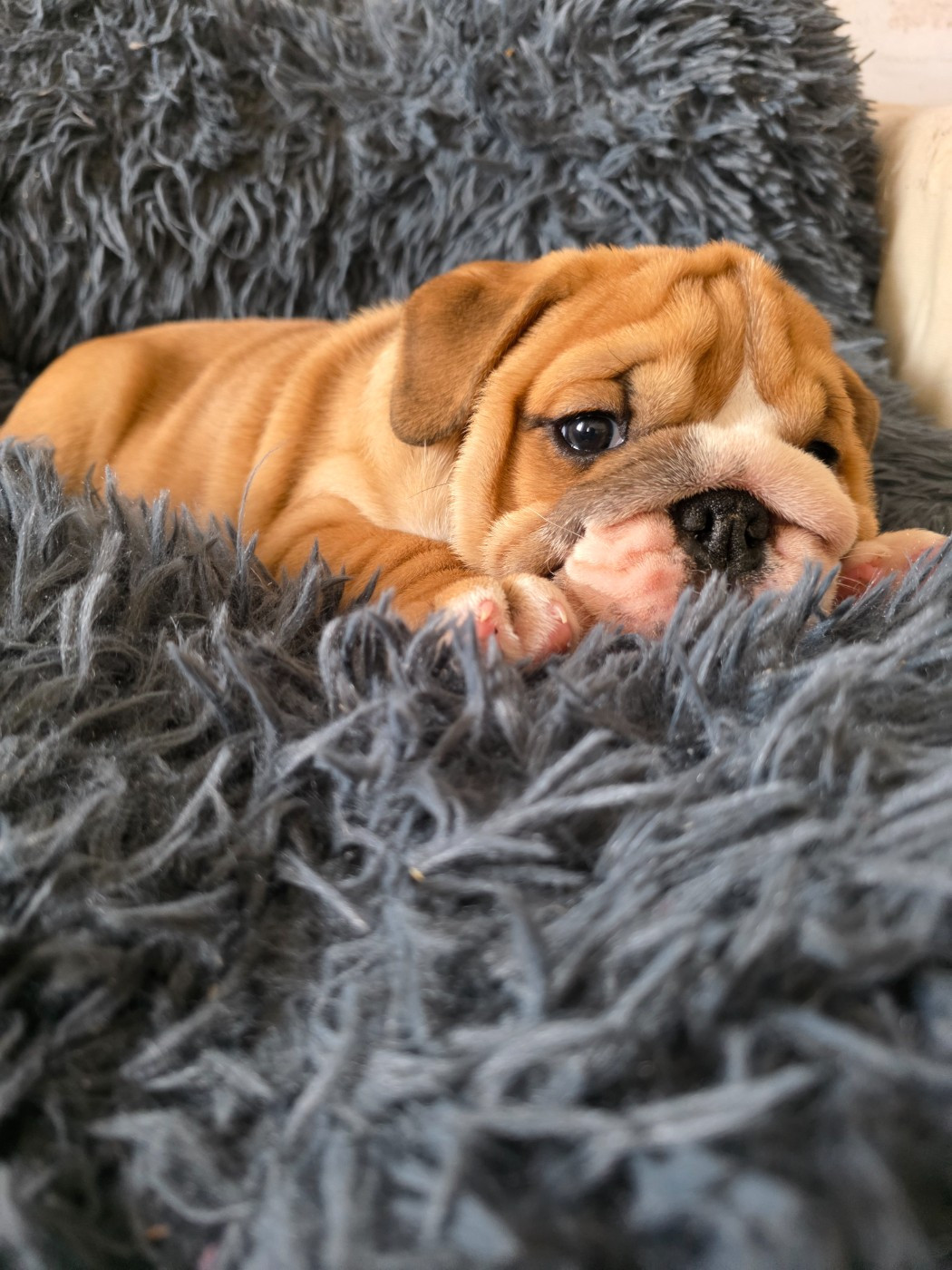 au Clos d'Autrefois - Chiots disponibles - Bulldog Anglais