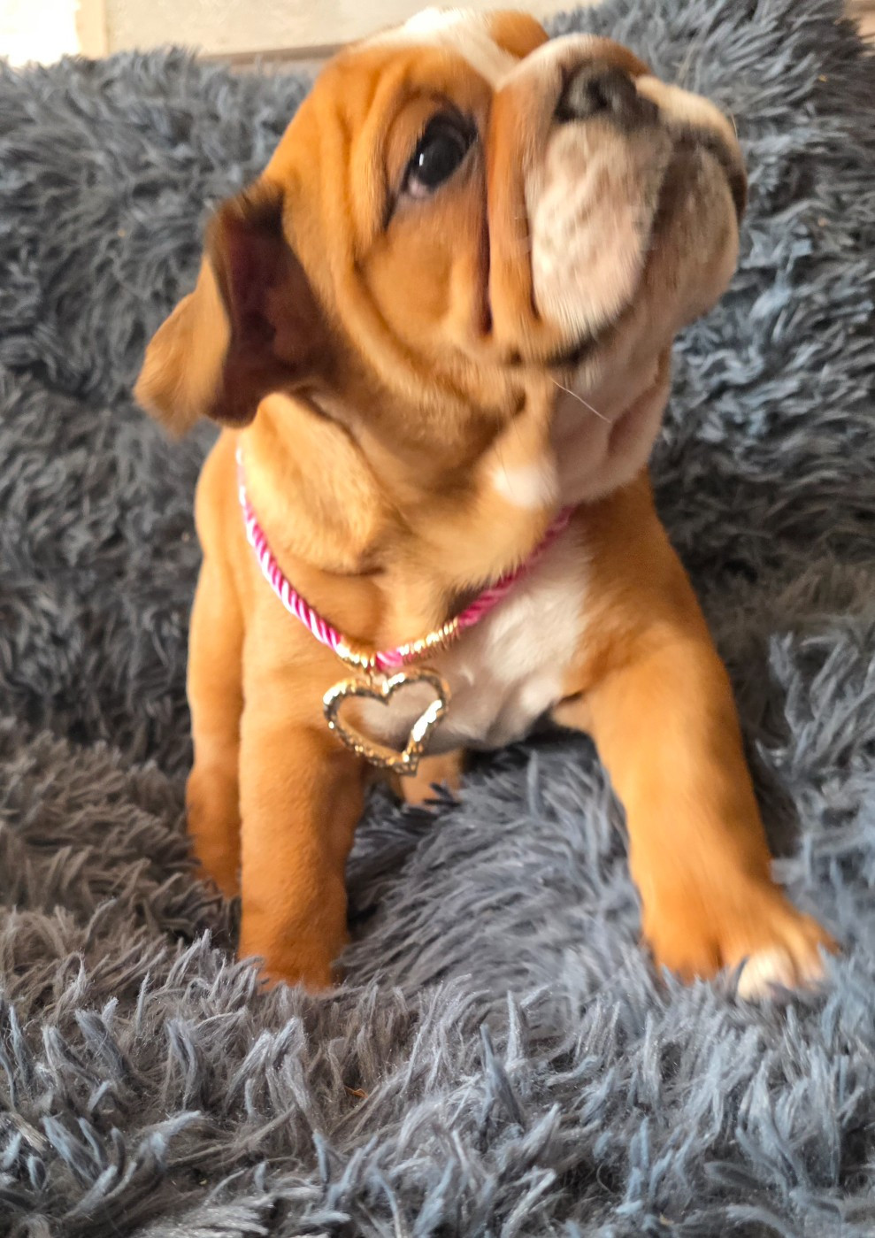 au Clos d'Autrefois - Chiots disponibles - Bulldog Anglais