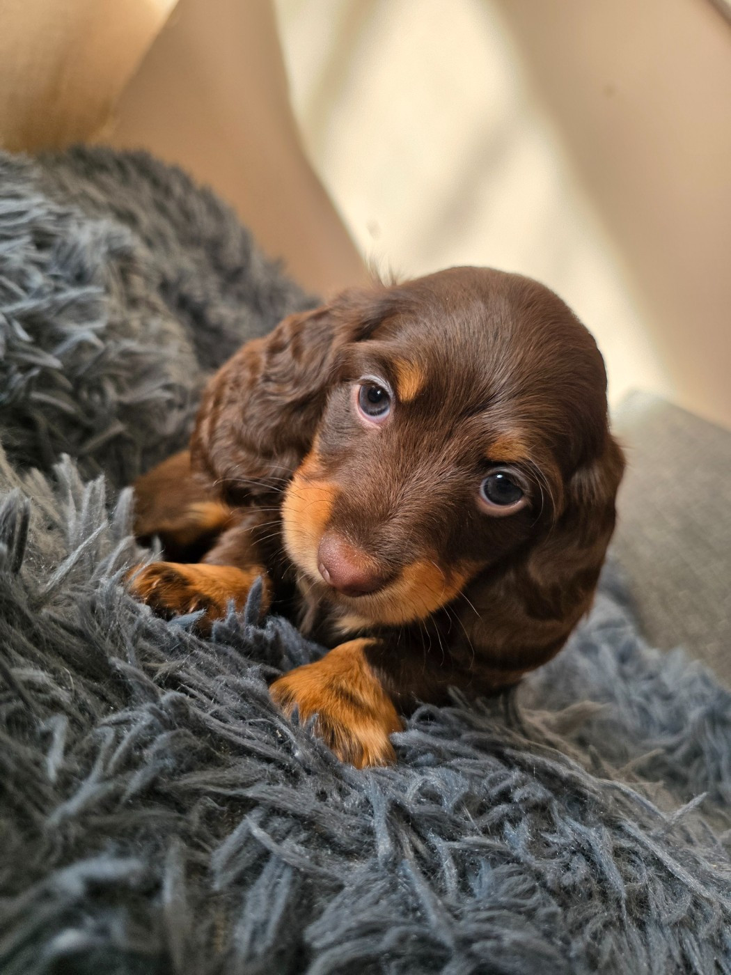 au Clos d'Autrefois - Chiots disponibles - Teckel poil long
