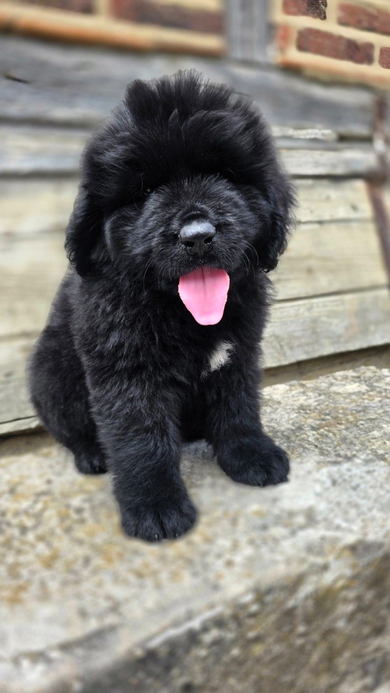 au Clos d'Autrefois - Chiots disponibles - Terre-neuve