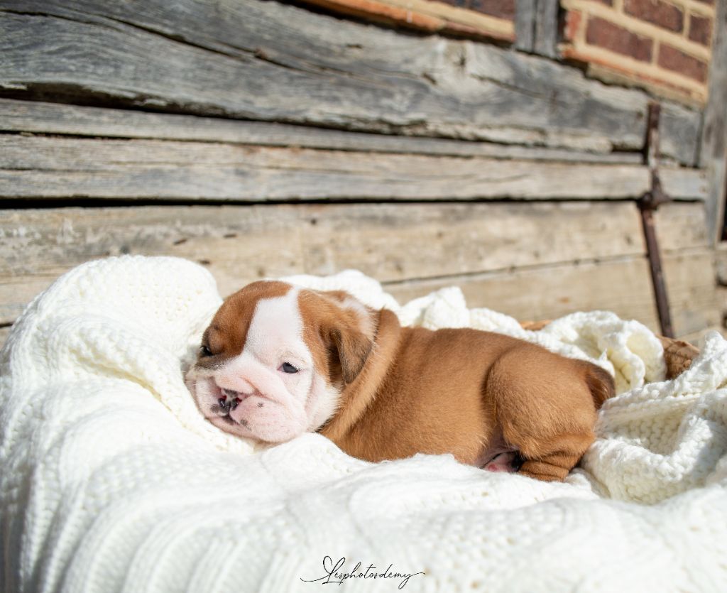 au Clos d'Autrefois - Chiots disponibles - Bulldog Anglais
