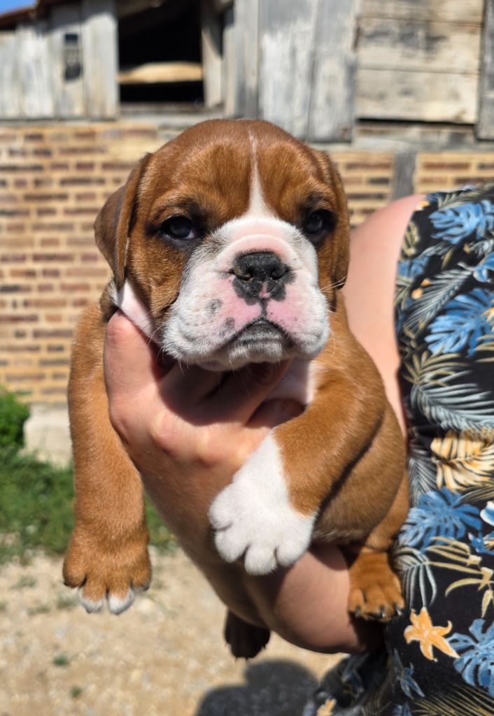 au Clos d'Autrefois - Chiots disponibles - Bulldog Anglais