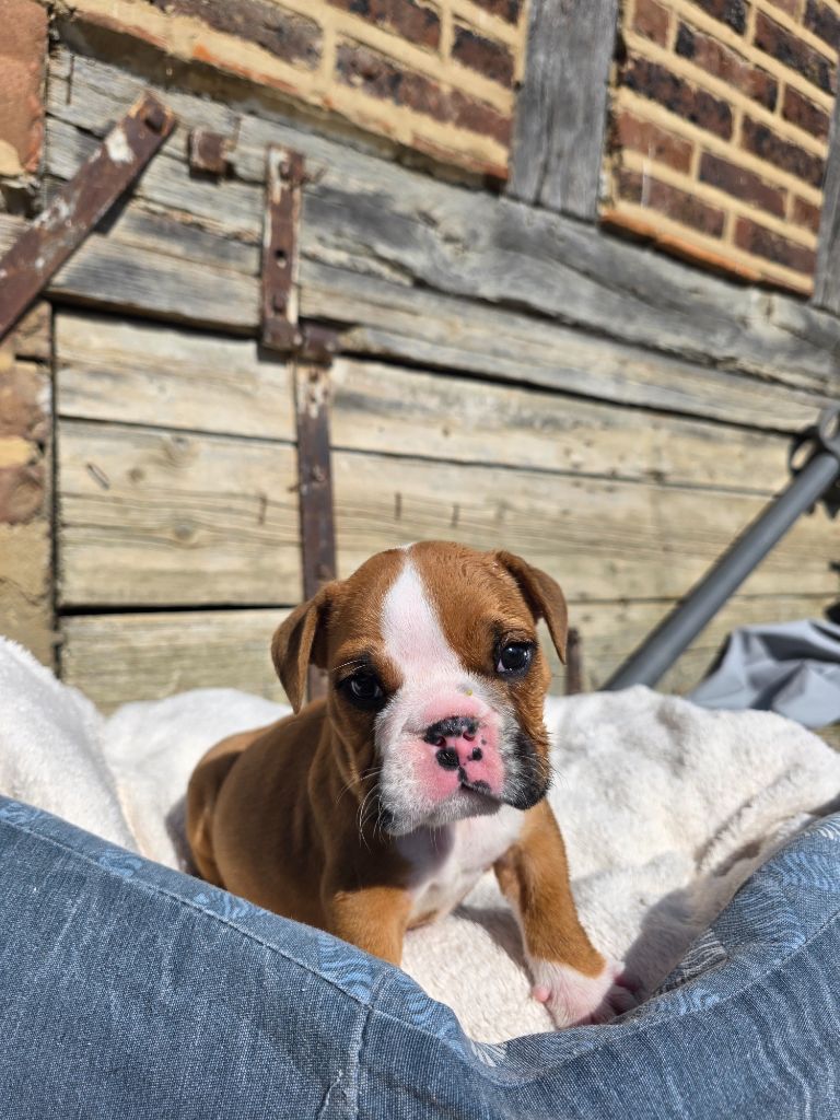 au Clos d'Autrefois - Chiots disponibles - Bulldog Anglais