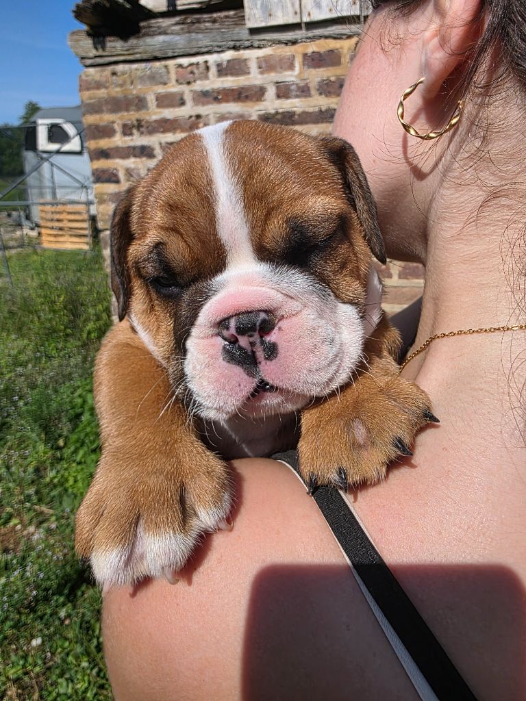 au Clos d'Autrefois - Chiots disponibles - Bulldog Anglais