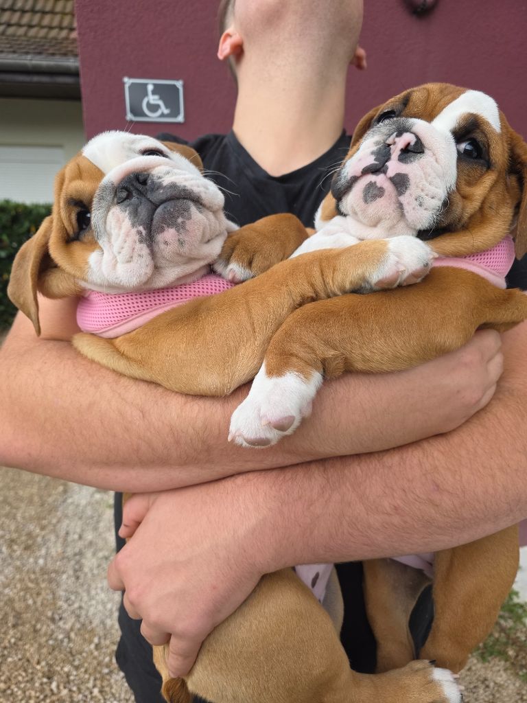 au Clos d'Autrefois - Chiots disponibles - Bulldog Anglais