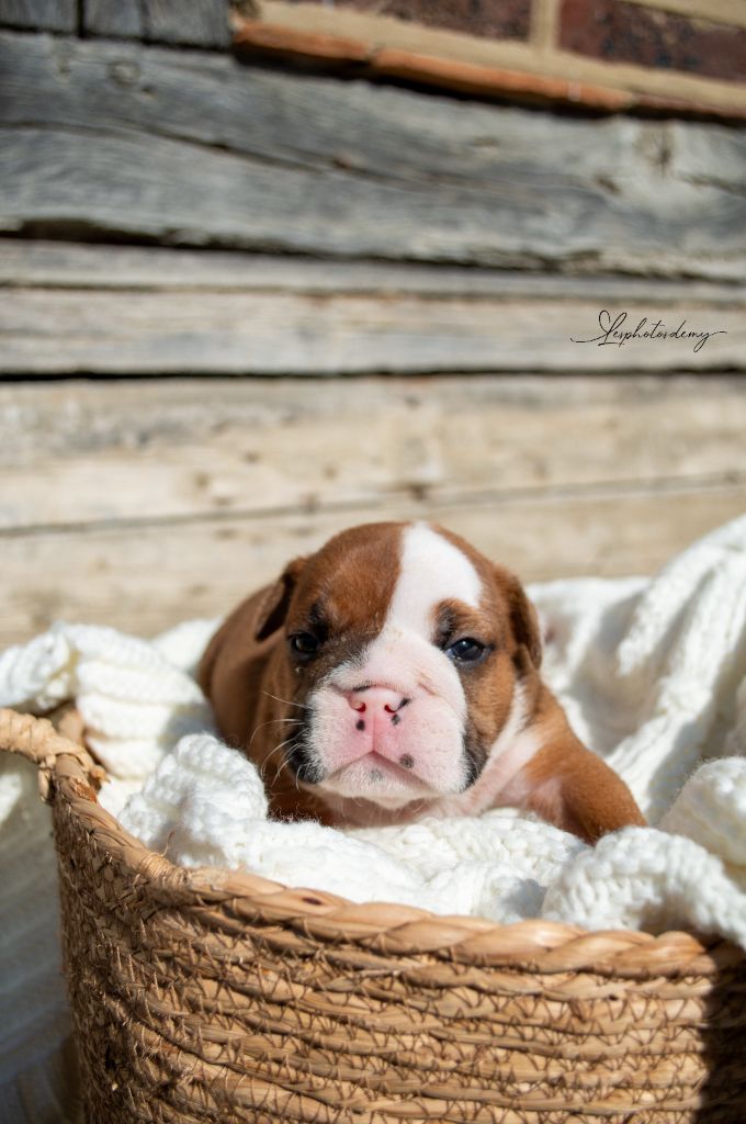 au Clos d'Autrefois - Chiots disponibles - Bulldog Anglais