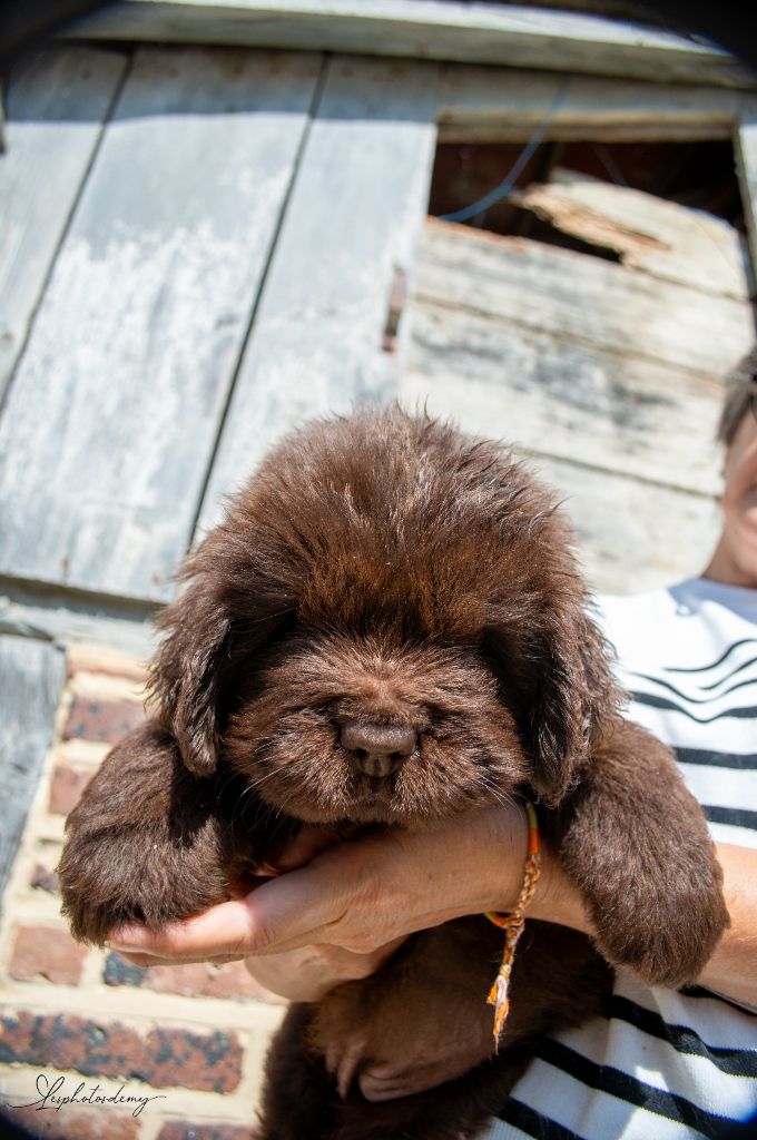 au Clos d'Autrefois - Chiots disponibles - Terre-neuve