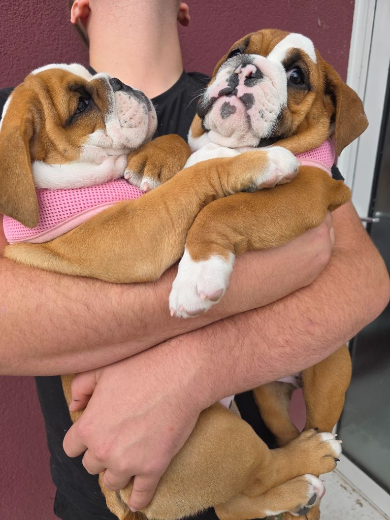 au Clos d'Autrefois - Chiots disponibles - Bulldog Anglais