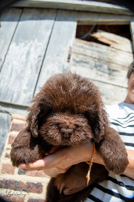 CHIOT 10