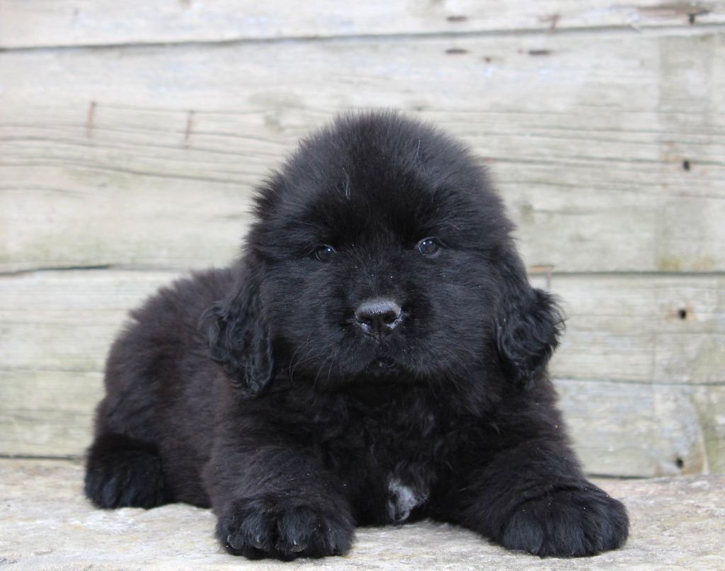 au Clos d'Autrefois - Chiots disponibles - Terre-neuve